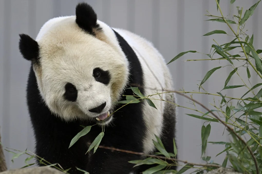 Meet Bao Li & Qing Bao: National Zoo’s New Giant Pandas!