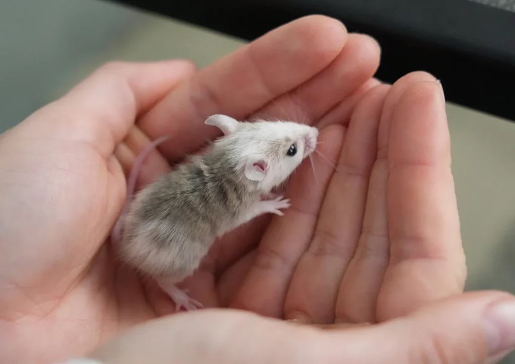 NHSPCA Rescues Over 600 Pet Mice from Stratham Home