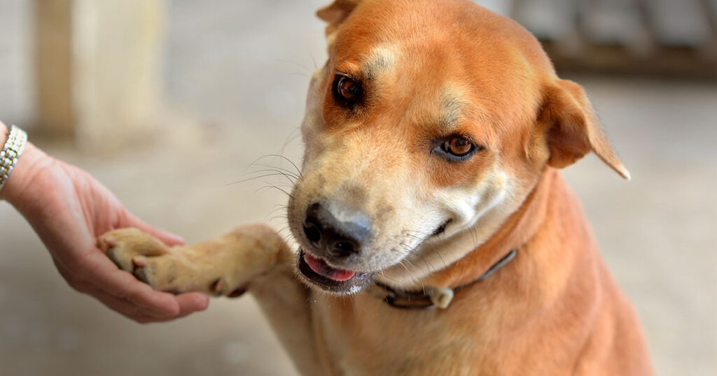 Michigan Bill Proposes New Standards for Outdoor Pet Shelter