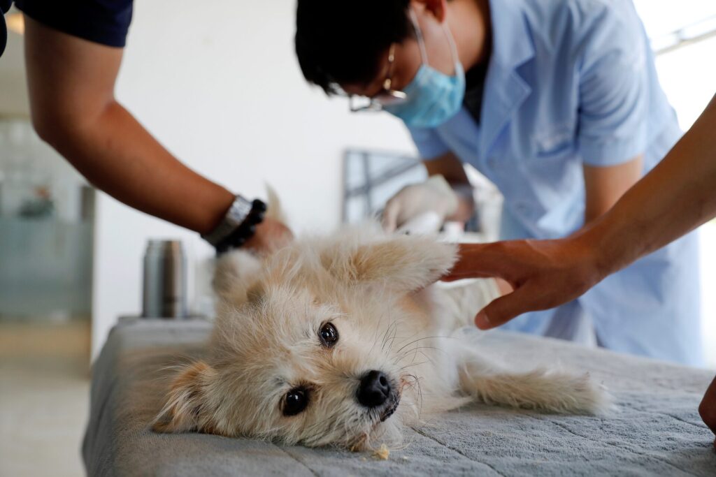 Inside the UK’s First Commercial Pet Cloning Clinic