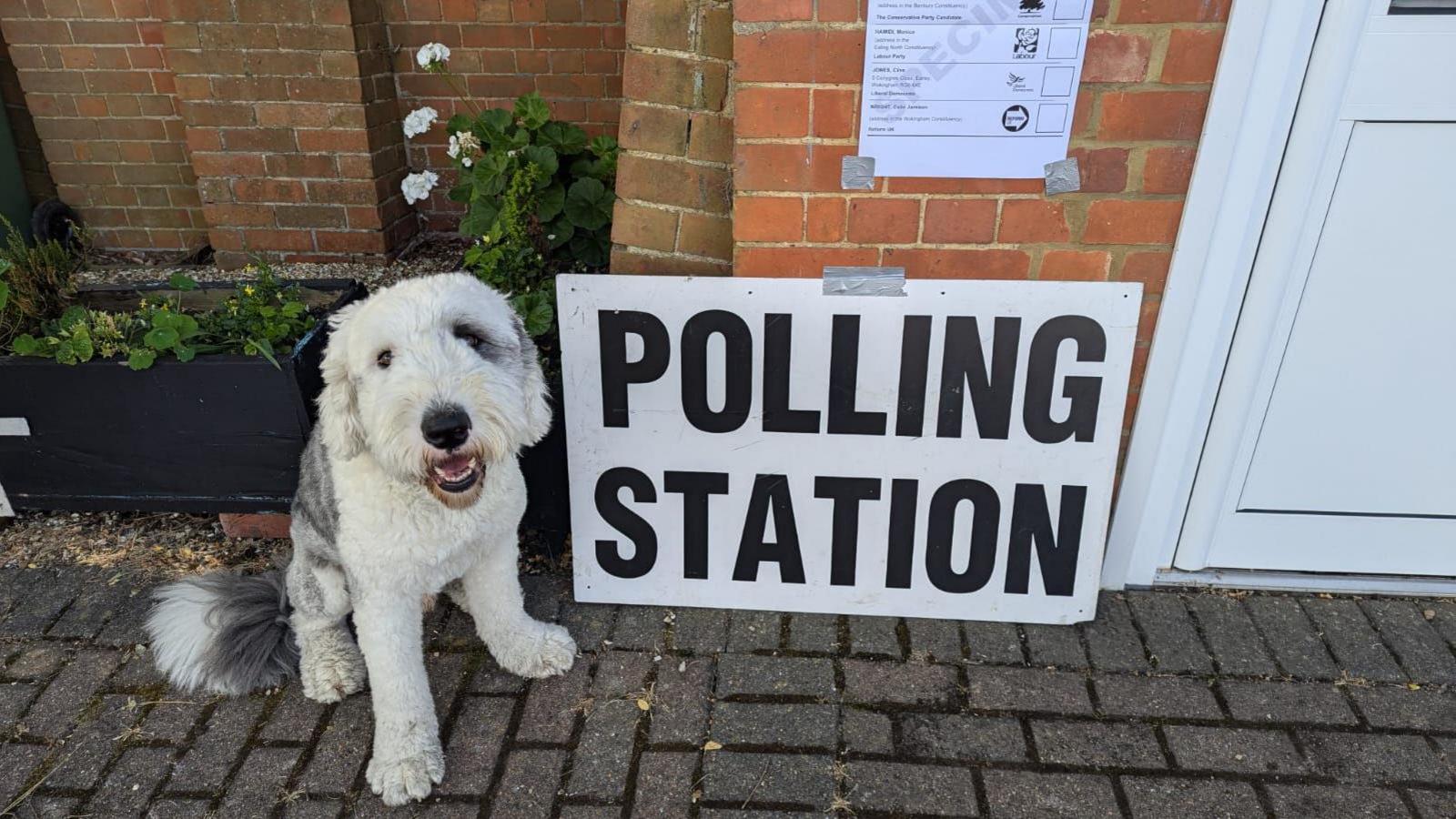 How Pet Owners Voted in the 2024 Presidential Election