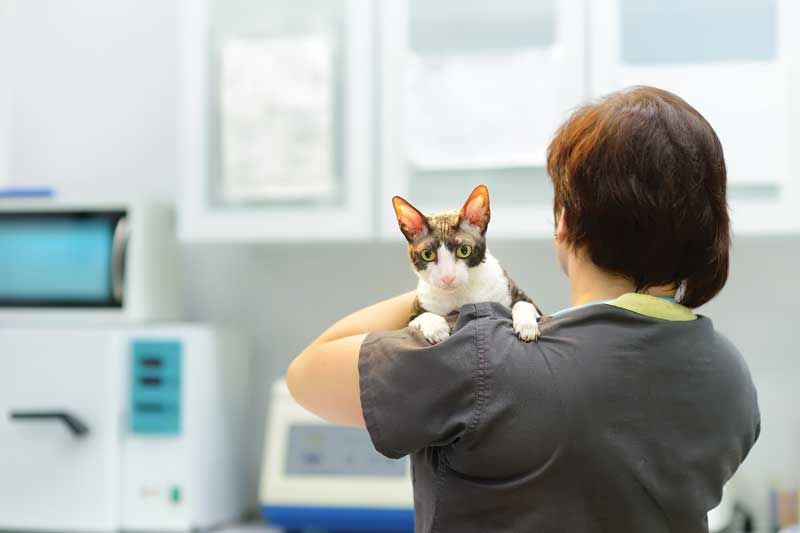 Street Clinics Offer Vital Care for Homeless People’s Pets