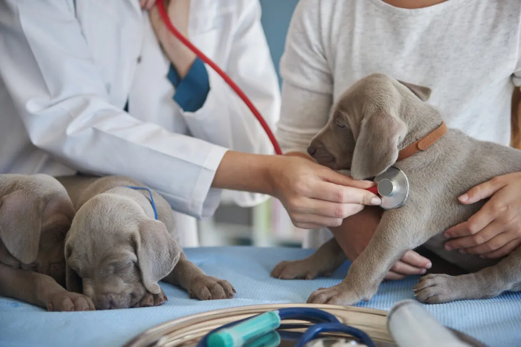How to Care for Pets During the Coronavirus Outbreak