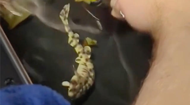 Shark Pup Born at Aquarium, Father Unknown