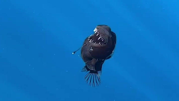 Rare Deep-Sea Black Devil Anglerfish Spotted in Broad Daylight