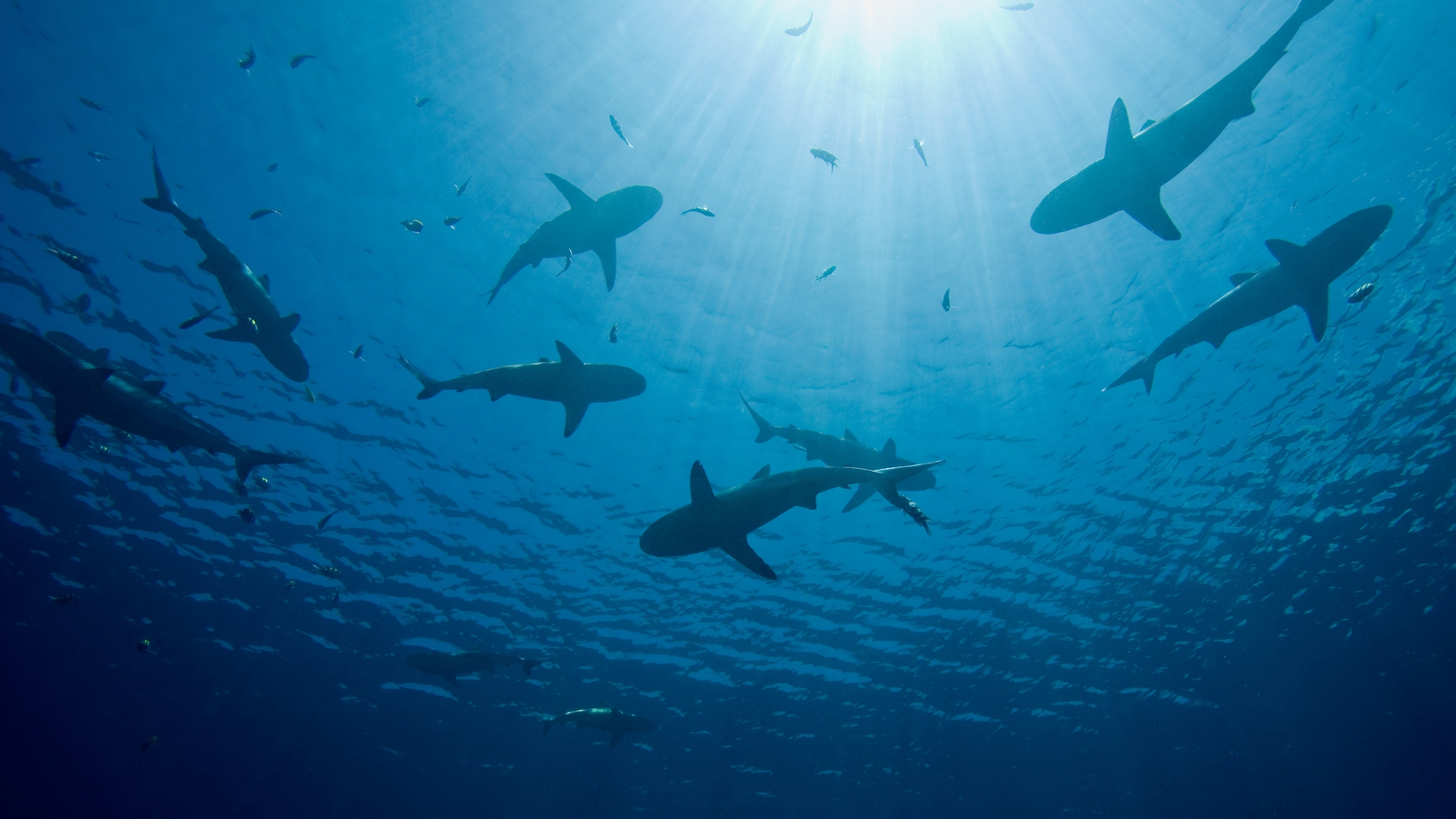Shark Bites in Turks and Caicos: Tourist Bitten While Posing