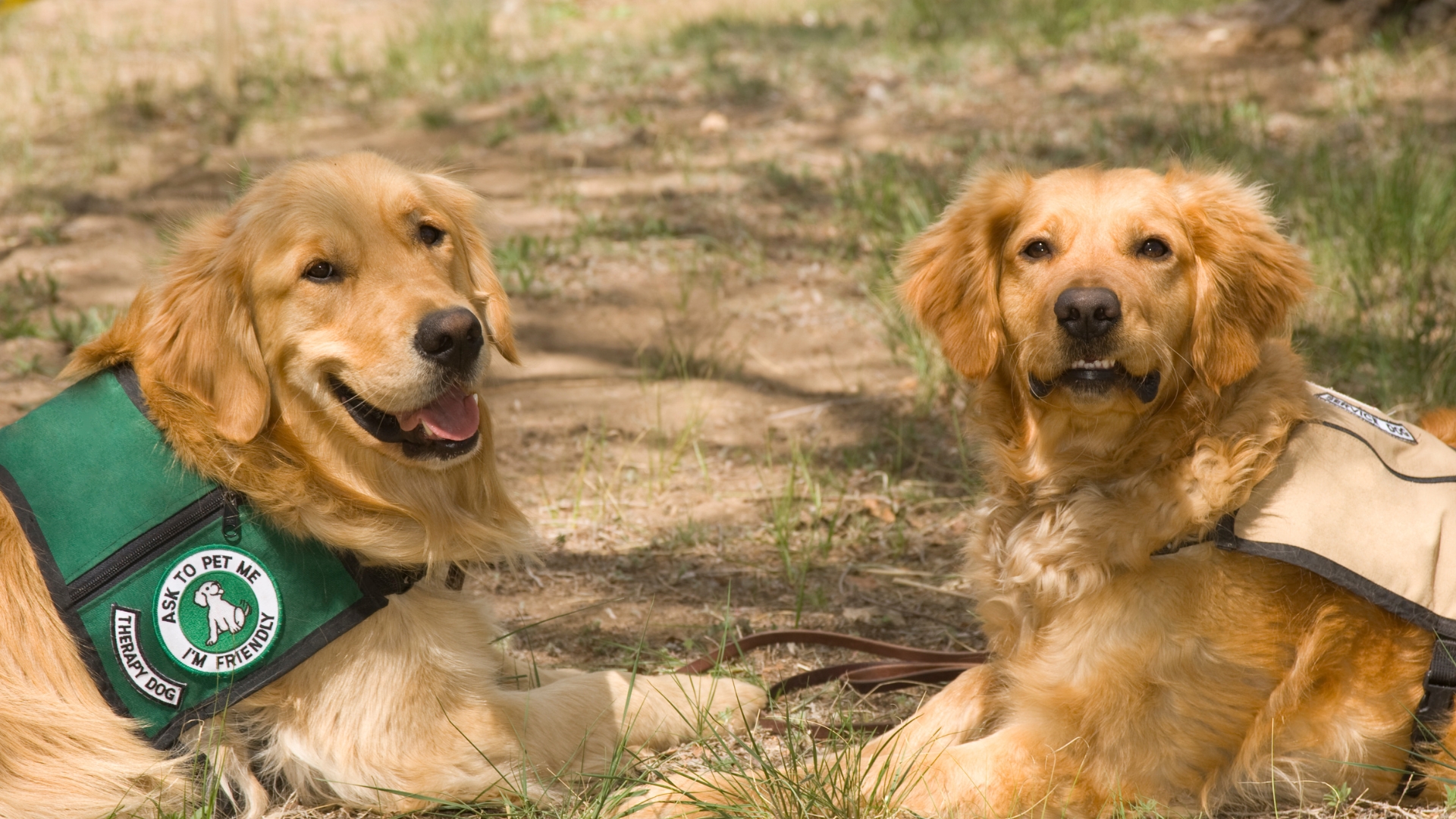 Therapy Dogs Leica & Chevy Retire!