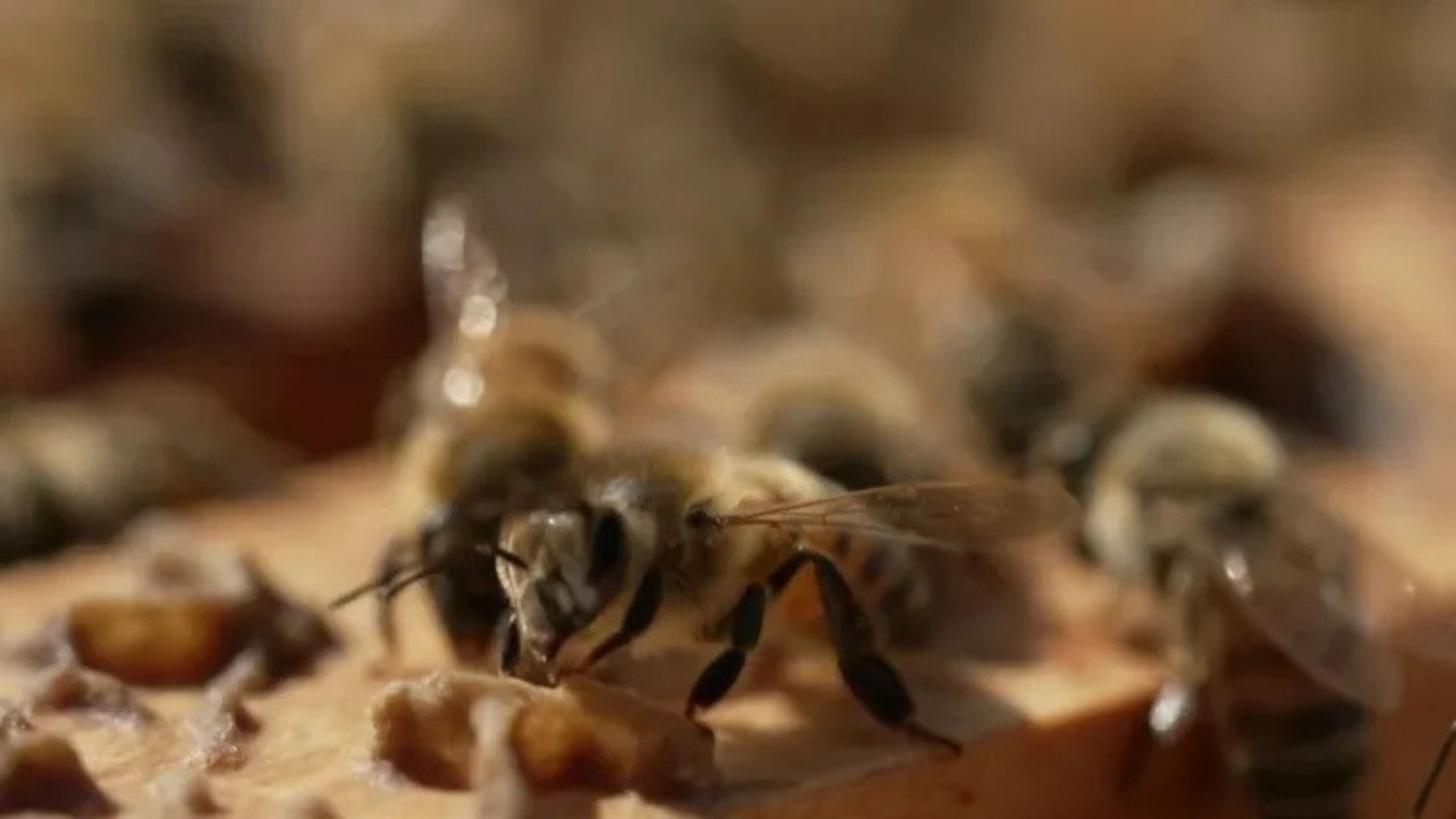 U.S. honeybee deaths
